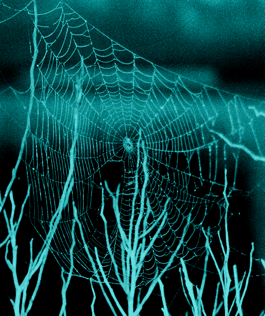 Web